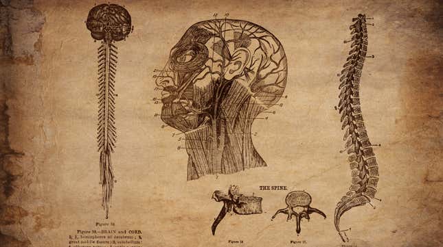 An anatomical drawing showing the human spine and vertebrae 