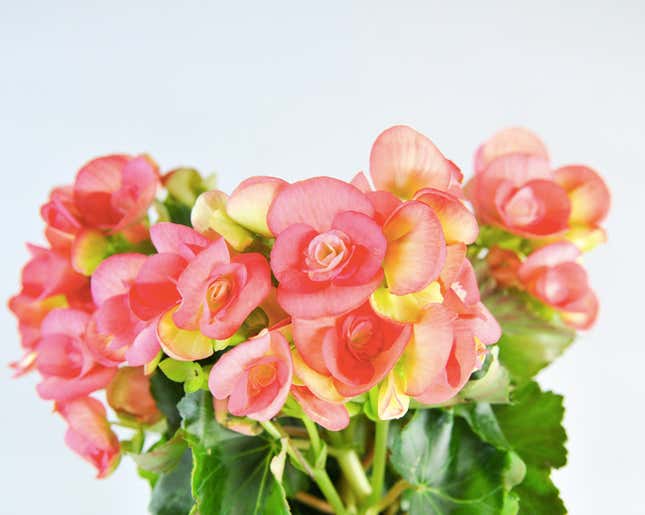Begonias in the “Colonial Package” give residents in China “the very distinct feel of northern Europe and the New World,” according to O2ganic.