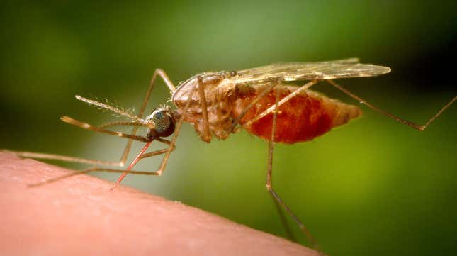 Photo of Anopheles mosquito
