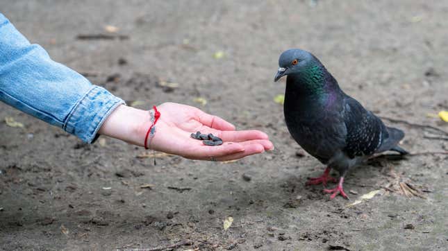 一只鸽子在一个女人伸出的手掌里啄食种子