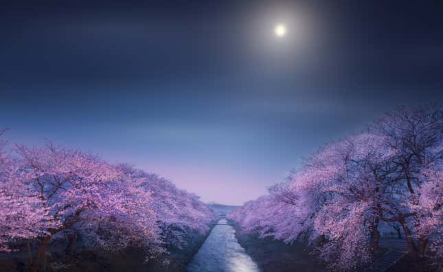 Cherry trees lining a river, the Moon glowing above.