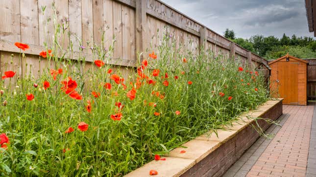 Image for article titled How to Grow a Wildflower Garden From Seed (and Why You Should)