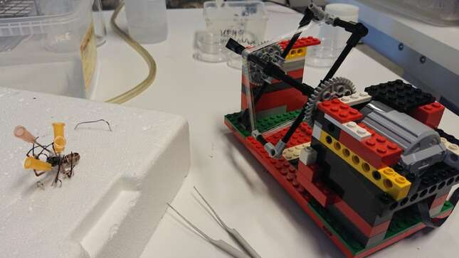 La iungeniosa “rueca” de Lego que los investigadores usaron para recoger ls muestras de seda, en este caso de una Nephila edulis.