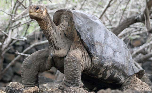 Solitario George