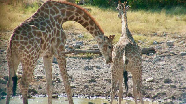 A male giraffe having a Flehmen response to a female's urine.