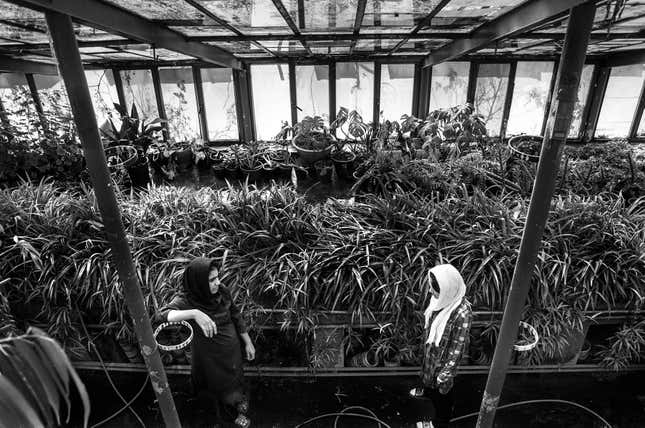 There is a greenhouse in the prison and inmates are responsible for maintaining it.