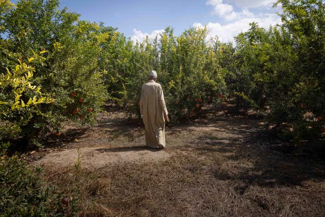 Adel Abdullah, a farmer in Egypt's Nile Delta, walks in his grove of pomegranate trees.