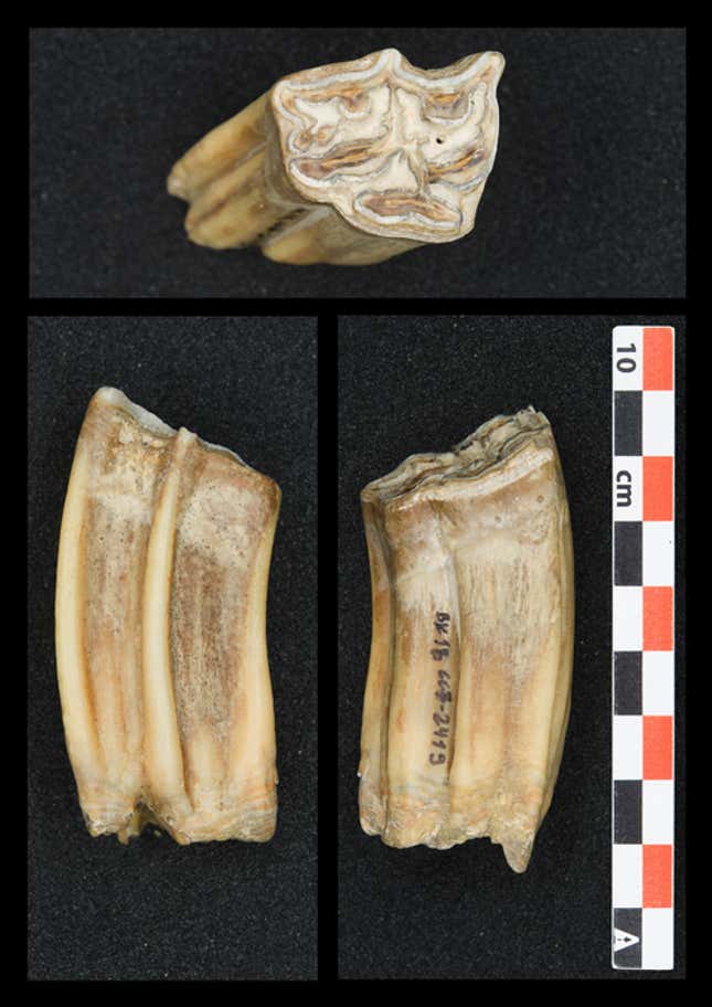 Isotopic analysis of high crowned horse teeth allowed the team to reconstruct seasonal temperatures across the animal’s life.