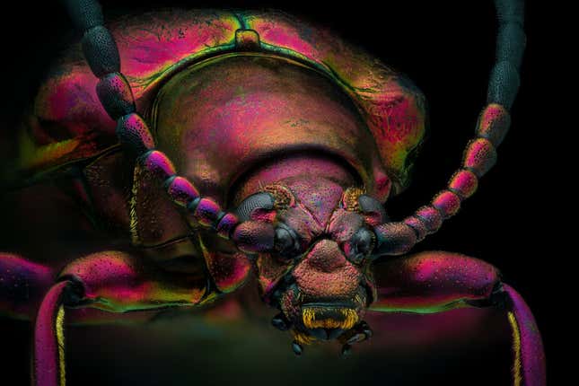 Image for article titled Here Are Some of the Freakiest Images of the Microscopic World