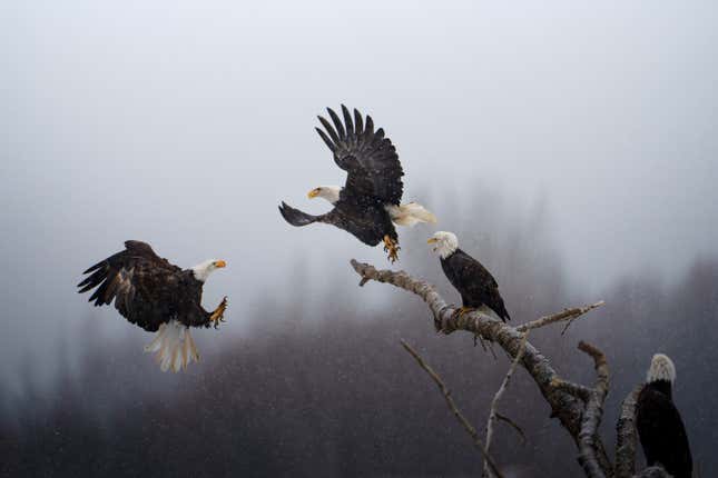 Photo of four bald eagles