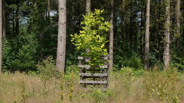 Image for article titled The Best Trees to Plant in the Fall