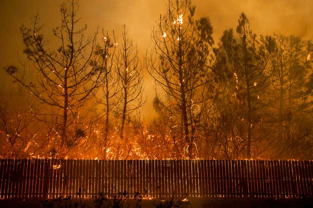 Photo of wildfire engulfing trees and fence