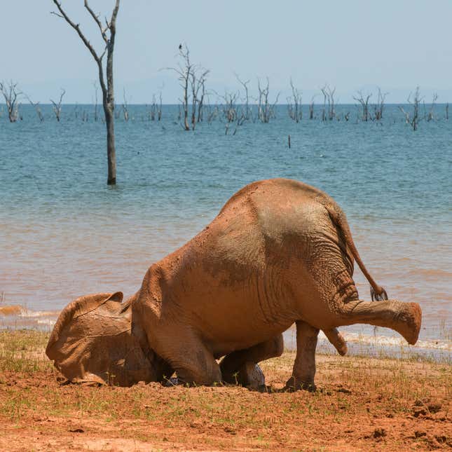 A young elephant face-plants in some mud.
