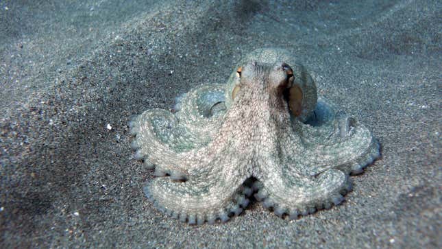 A common octopus.