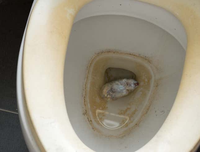 Image for article titled Idaho Public School Just Dead Hamster Floating In Toilet
