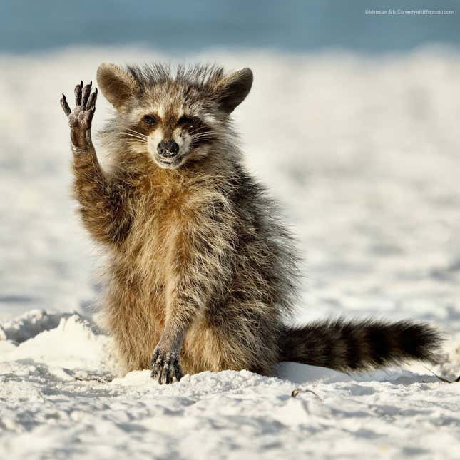 A scraggly looking raccoon appears to wave at the camera.