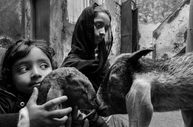 Taiba and Umrah with their cattle at their house in Deorhi Agha Meer, Chandi Khana, Old Lucknow.