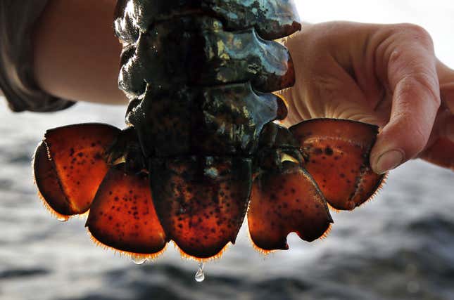 In this Tuesday, July 29, 2014 photo, a lobsterman displays the tail flipper of a V-notched female lobster while fishing off Monhegan Island, Maine. V-notching is a mandatory practice in which Maine lobstermen mark an egg-bearing lobster on its tail before returning it to the water. (AP Photo/Robert F. Bukaty
