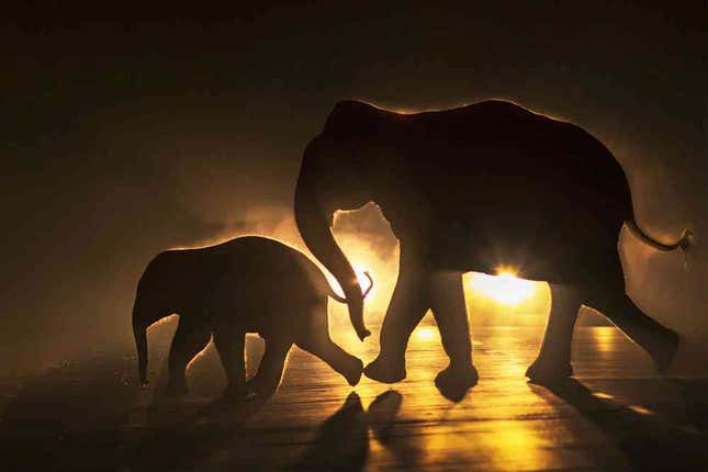 elephant NH31