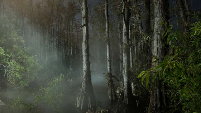 Image for article titled Study Exposes Risks Of Wandering Through The Burkmoore Swamp On A Moonless Night