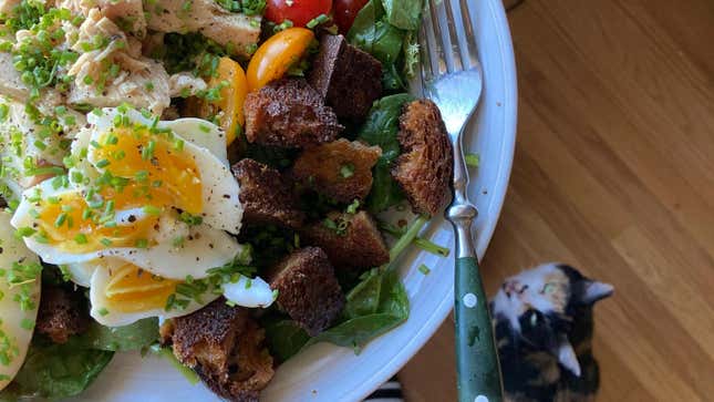 Even the dumbest cat on the planet “gets” salade niçoise!