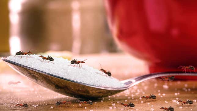Image for article titled Does Stepping on Ants Actually Attract More Ants?