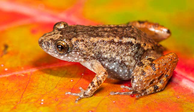 Sabarimala Night Frog (Nyctibatrachus sabarimalai), a 12.3 mm miniature-sized frog found in close vicinity of the Sabarimala temple in Kerala.