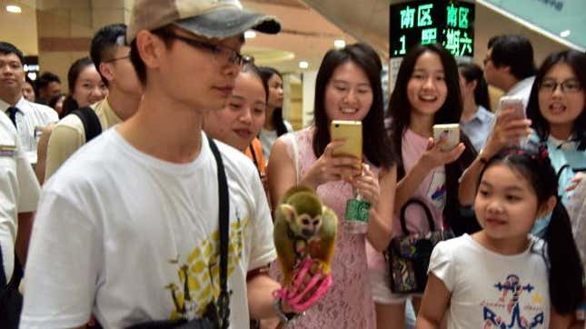 People taking photos of the squirrel monkey.
