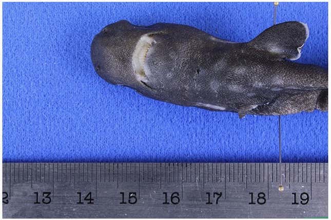 It is really quite small.
