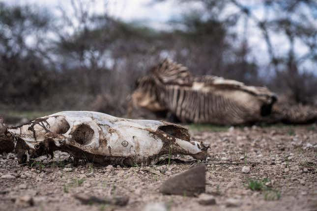 The carcass of a Grevy’s Zebra.