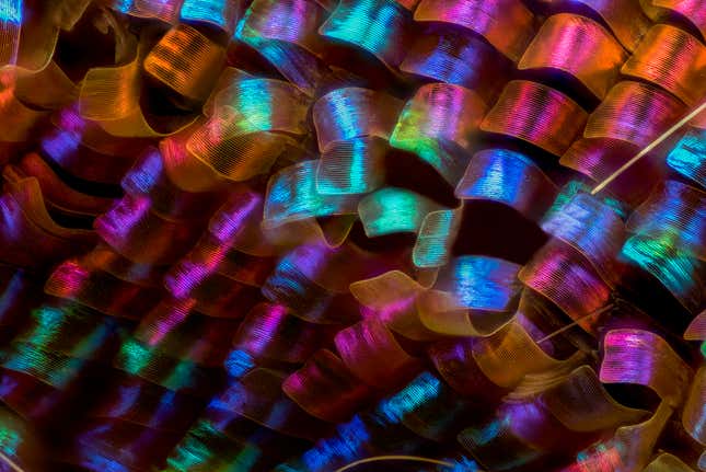 Image for article titled Feather scales, pollen grains, and a single teardrop: what photos of the microscopic world reveal