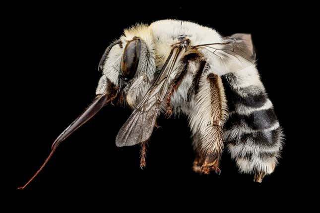 Angel Bee