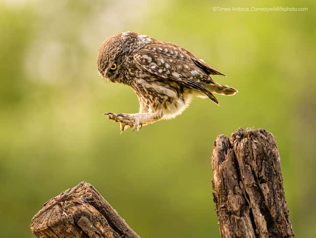 An owl hops from one branch to another.