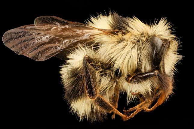 The Genetics Behind Bees' Black and Yellow Butts