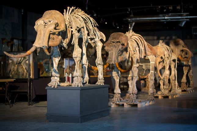 Mammoth skeletons in a row.