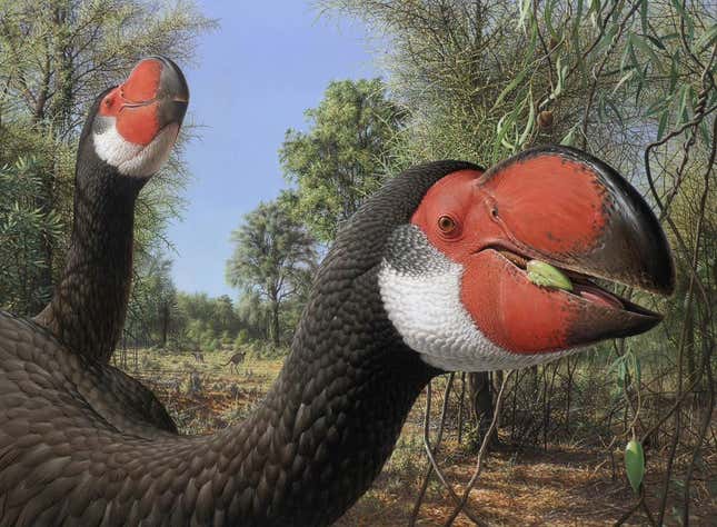 Recreación artística del posible aspecto que tuvo el Dromornis stirnoni.