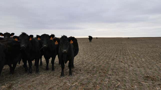 Cows on a farm in in Pretty Prairie, Kansas.
