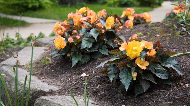 Young begonia bushes planted in ground