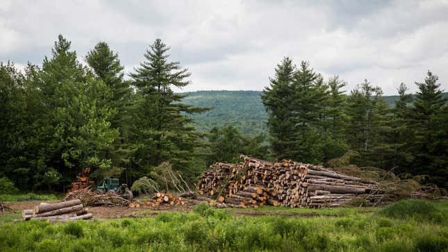 Image for article titled How an American Logging Giant Bills Itself as a Climate Hero