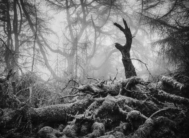 Gnarled branches in England's Lake District.