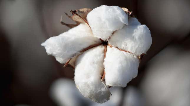 Image for article titled Researchers Breed Naturally Flame-Resistant Cotton