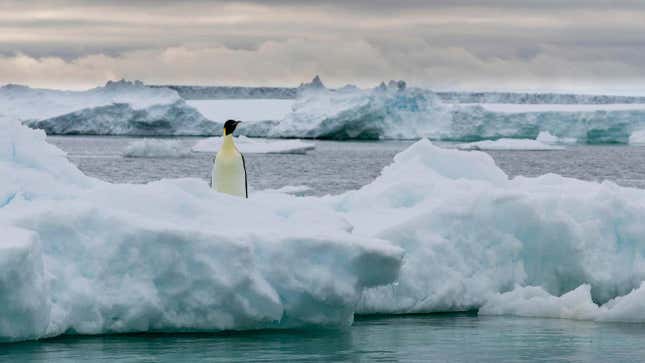 Han muerto miles de pingüinos emperador en la Antártida