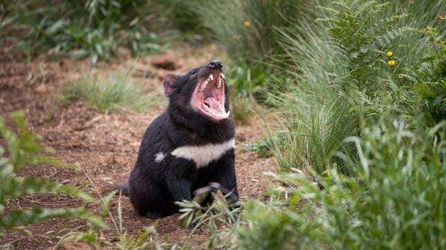 A tasmanian devil shortly after being introduced to a wildlife sanctuary on the Australian mainland. 