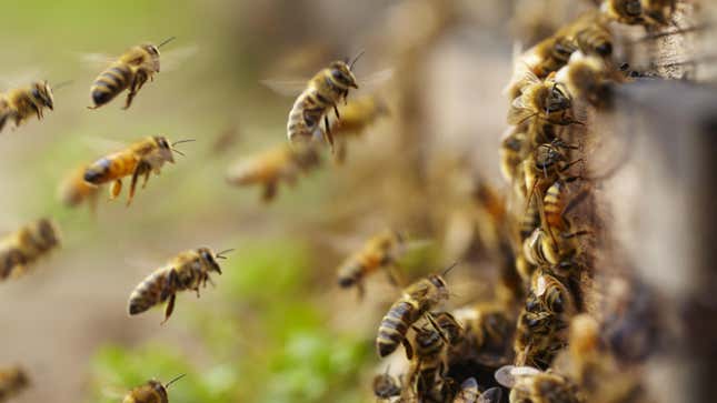 Bees are seem swarming near a hive