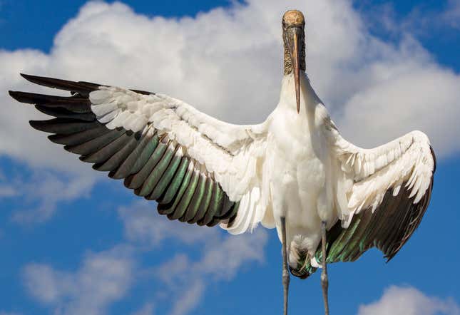 Image for article titled Photos: The beautiful birds that may soon be lost to climate change