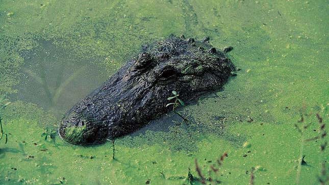 Alligator floating in green swamp
