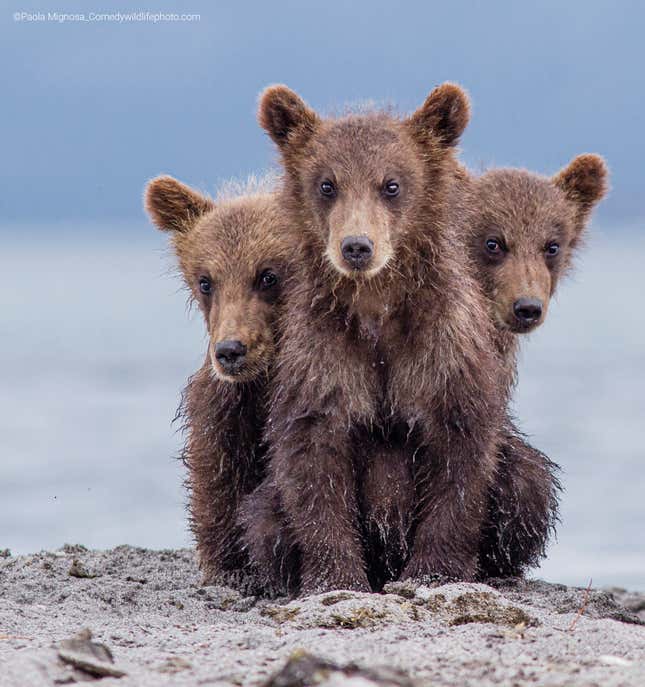 Three brown bear cubs.