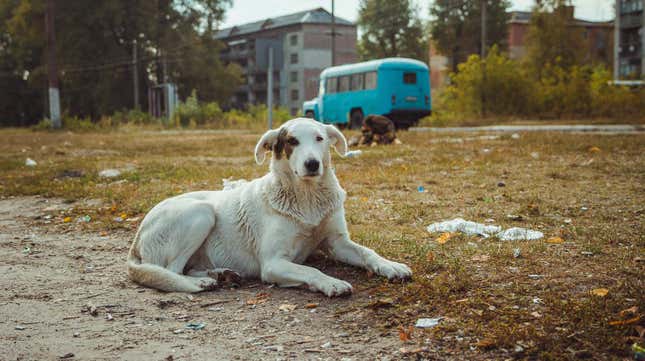 El desastre nuclear de Chernóbil cambió el ADN de los perros locales