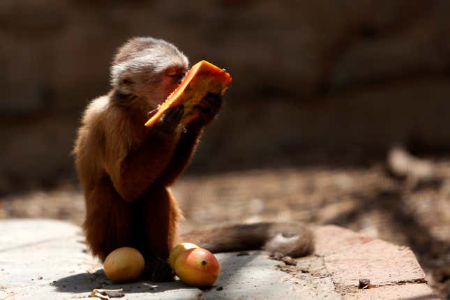 A capuchin monkey eats a piece of papaya at a zoo in northwestern Venezuela.