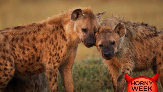 Image for article titled Who Are the Most Tender Lovers of the Animal Kingdom?
